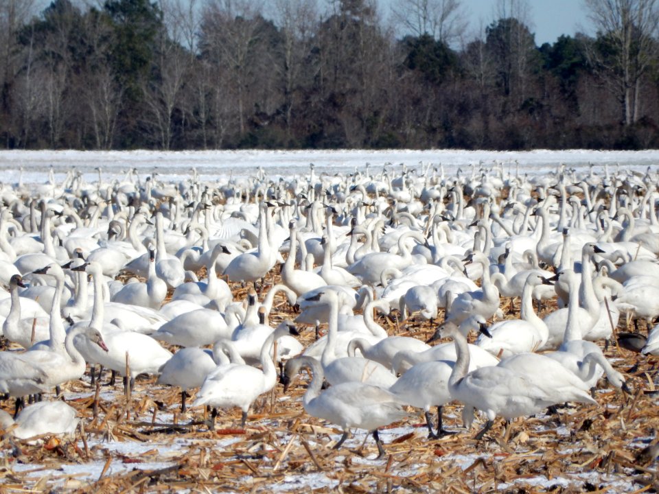 scene tundra swans Pocosin Lakes NWR KG (9)
