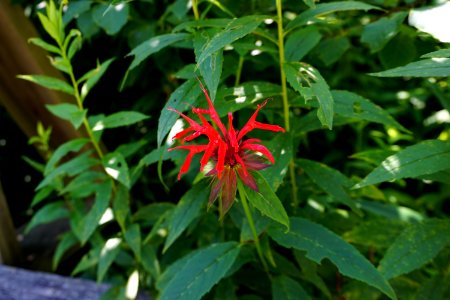 plant cardinal flower Pink Beds Pisgah NF ncwetlands KG (2)