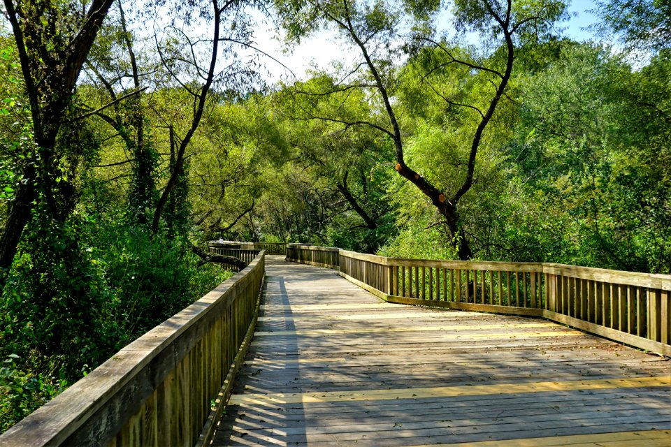 scene Lake Lynn ncwetlands KG (11)