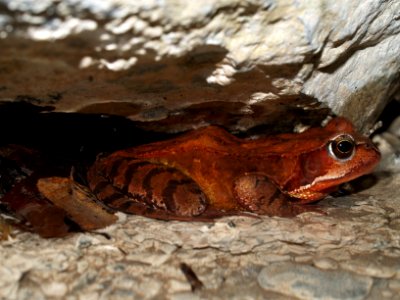 Frog in Cave photo