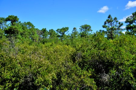 scene posocin Angola Bay Game Land ncwetlands KG (1)