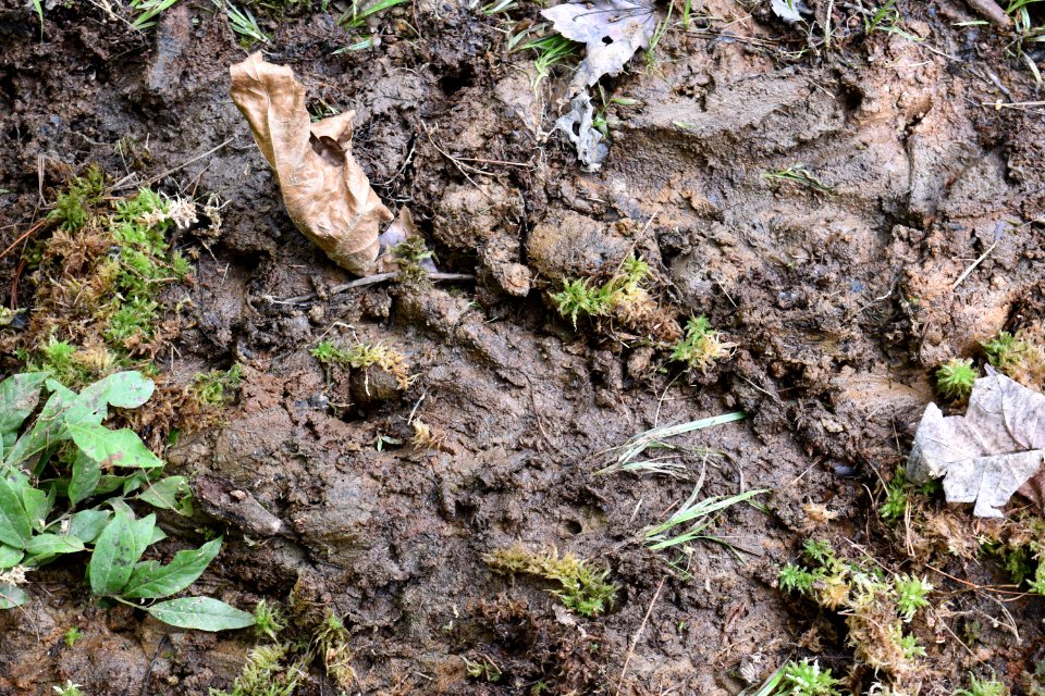 mammal beaver track delany bog ncwetlands AM (14)