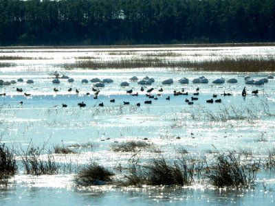 birds swans coots Mattamuskeet NWR KG (2)
