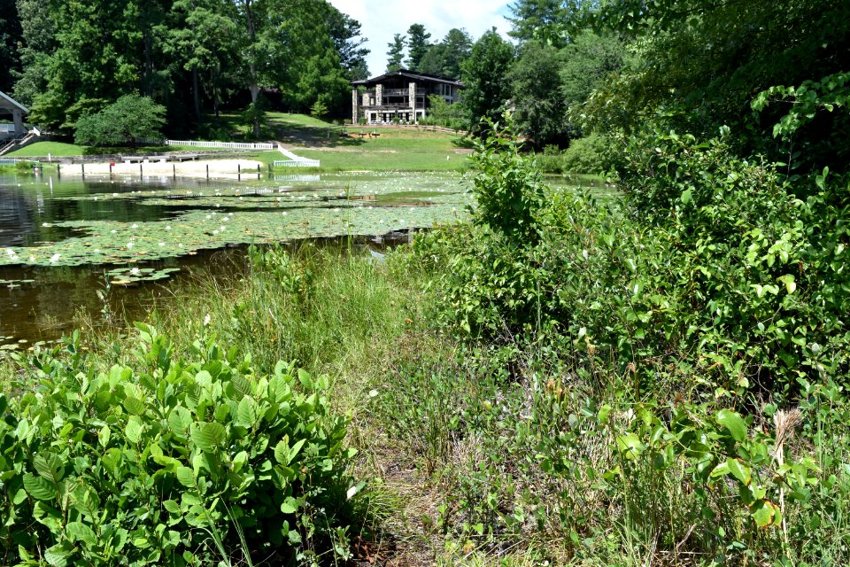 scene wetland on lake edge Kanuga ncwetlands AM