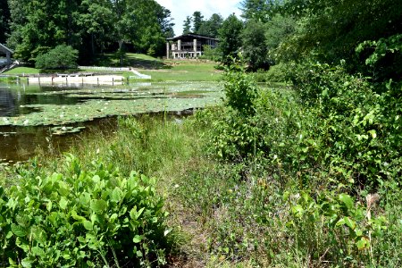 scene wetland on lake edge Kanuga ncwetlands AM