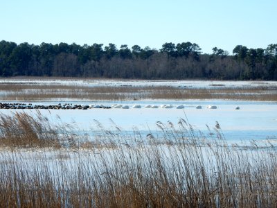 birds swans coots Mattamuskeet NWR KG (1)