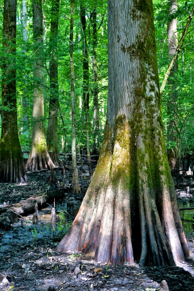 scene Lower Roanoke River Wetlands Gameland ncwetlands KG (23)