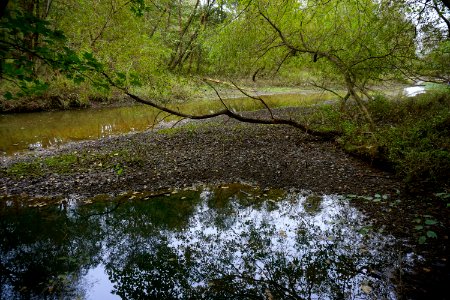 scene Shelley Lake ncwetlands KG (5)