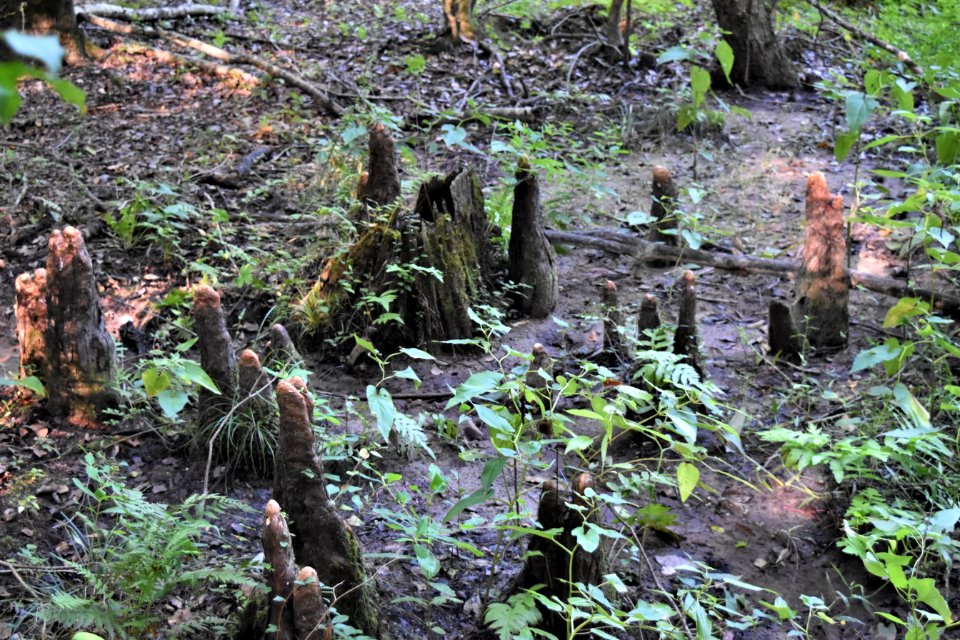 plant cypress knees Bicycle post mountain bike trails ncwetlands AM (17)