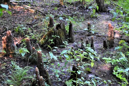 plant cypress knees Bicycle post mountain bike trails ncwetlands AM (17)