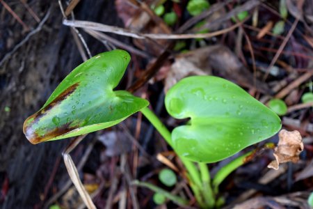plant pickerelweed Brunswick Nature Park ncwetlands AM (14)
