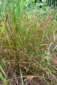 plant juncus purple martin greenway ncwetlands AM (9)