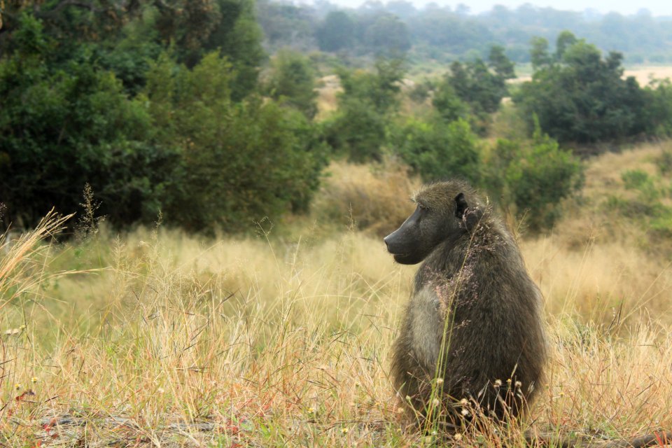 Kurger Park - thinker monkey