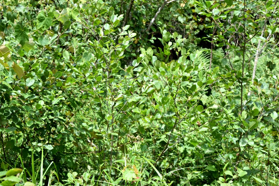 plant tag alder delany bog ncwetlands AM (17)