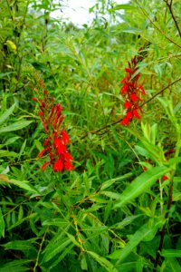 plant cardinal flower R Shomaker Park ncwetlands KG (2)