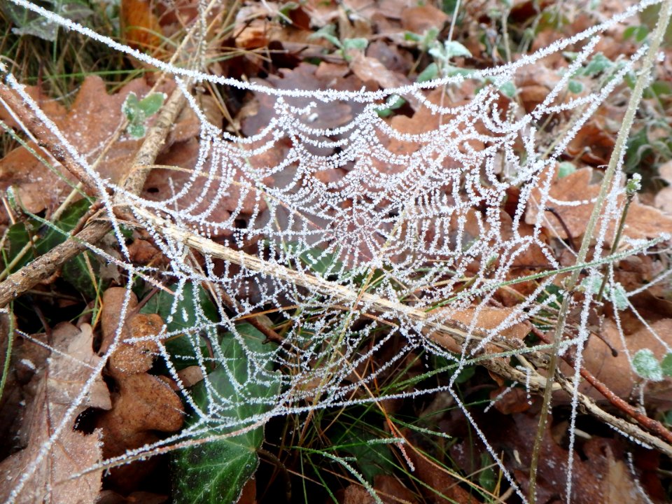Forêt de navarre - Toile d araignée girvée