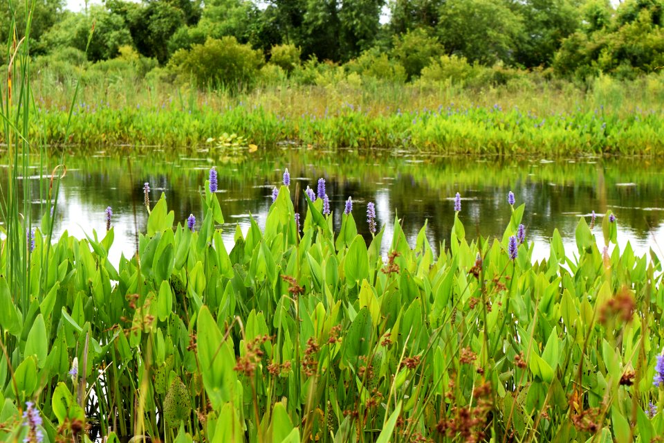 scene jack smith creek wetlands ncwetlands AM (2)