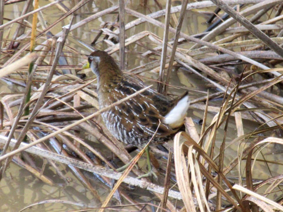 Sora @ Alviso Slough