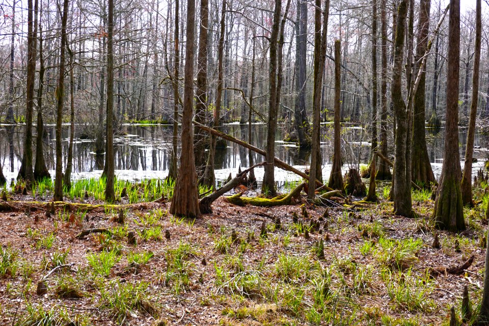 scene Merchants Millpond SP ncwetlands KG (44)