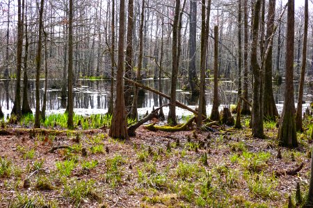 scene Merchants Millpond SP ncwetlands KG (44)