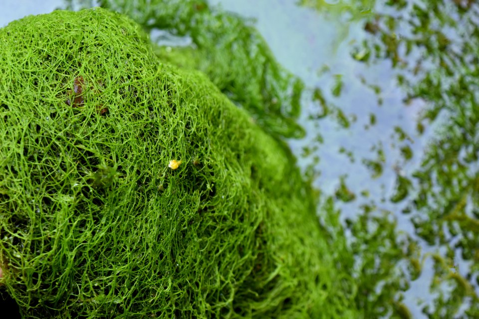 plant Utricularia mat dover bay gmlnd ncwetlands am