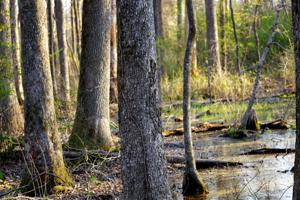 scene hardwood swamp Clemmons Ed SF ncwetlands KG (2)