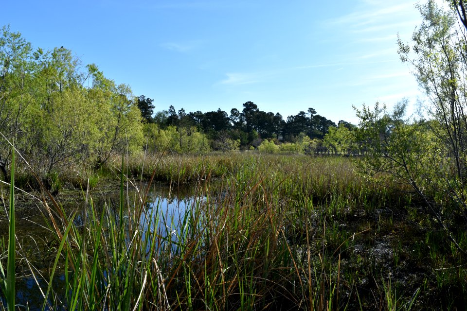 scene James E L Wade Pare ncwetlands AM (10)