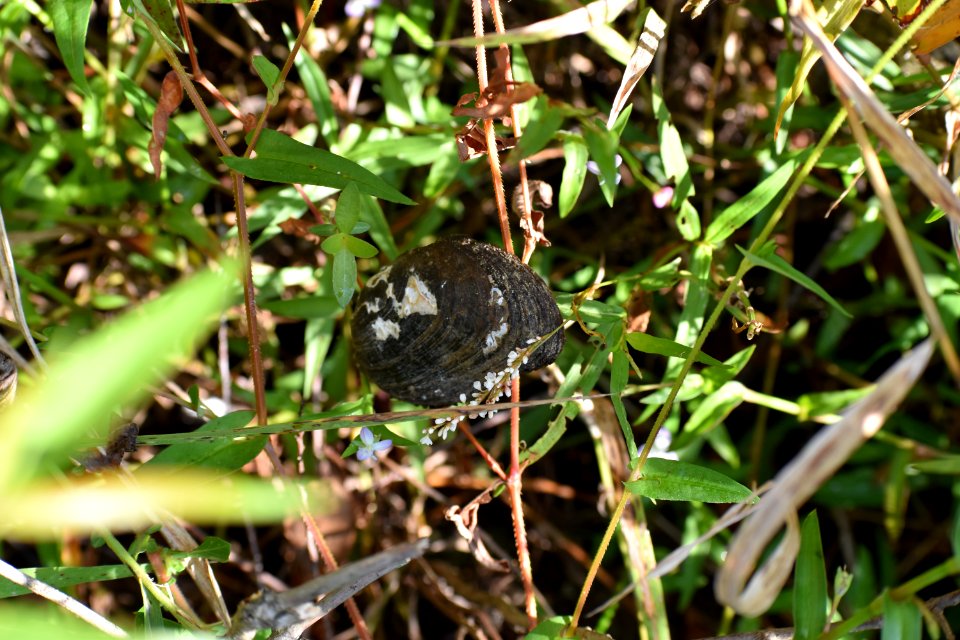 invertebrate mussel Buckhorn Reservoir ncwetlands AM