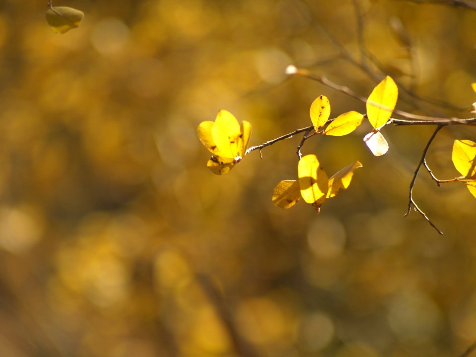 Pentacon 2.8 135mm