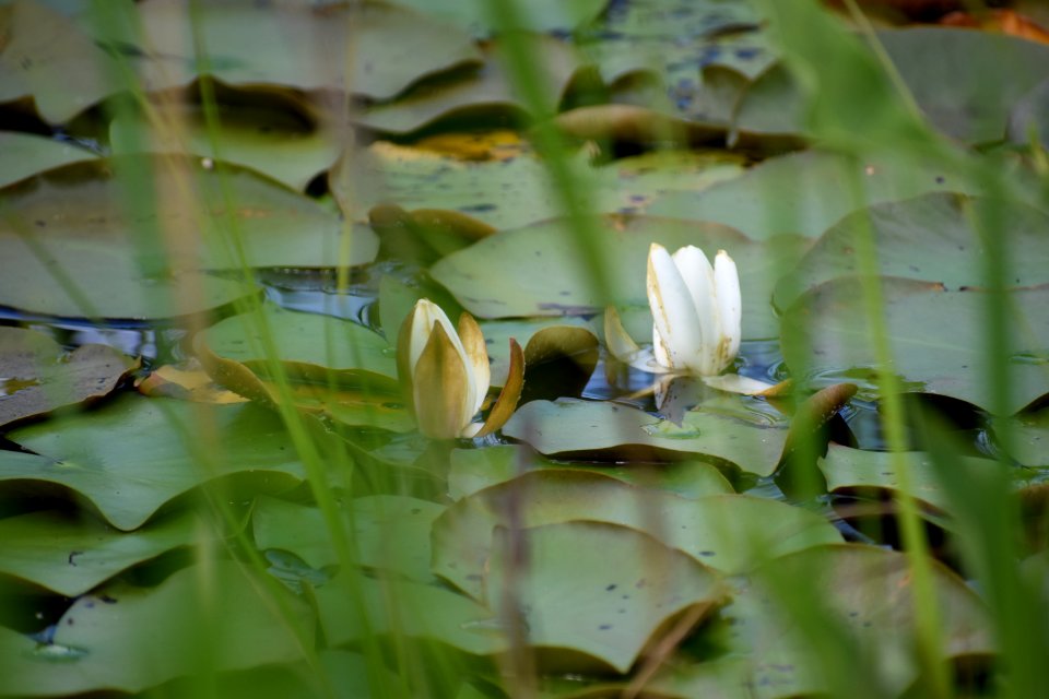 plant water lily buckridge coastal preserve ncwetlands AM