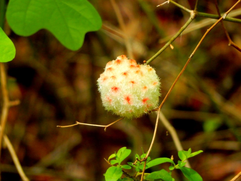 wool sower gall Clark Park +Cape Fear River Trail ncwetlands KG (28)