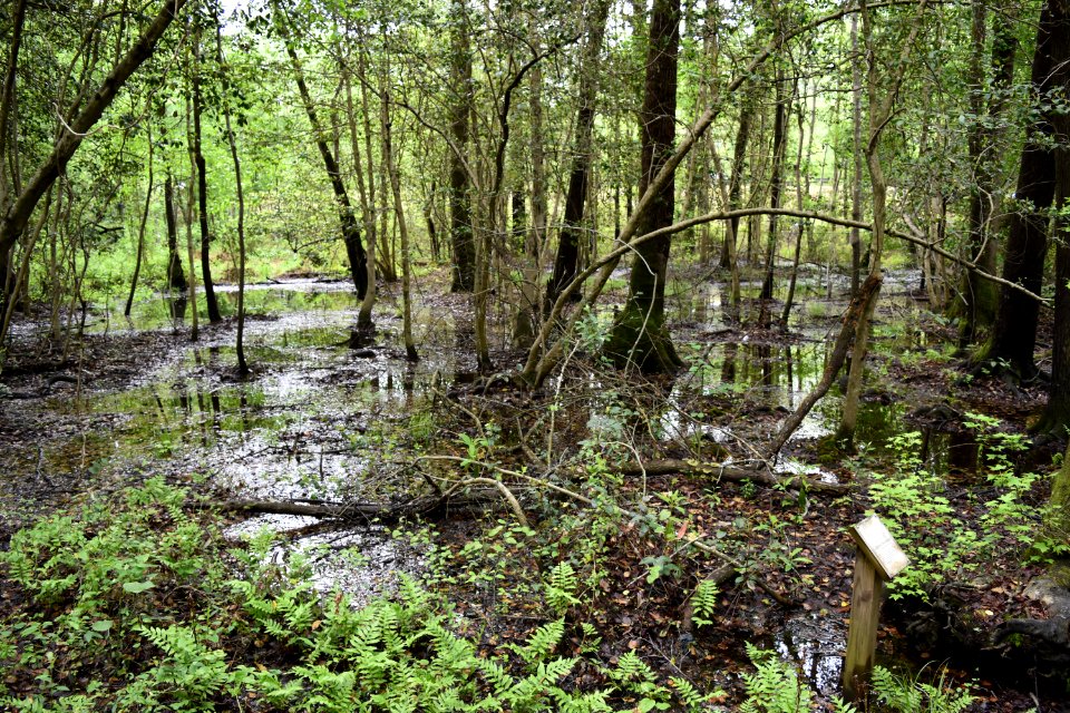 scene Lake Rim Park ncwetlands AM (16)
