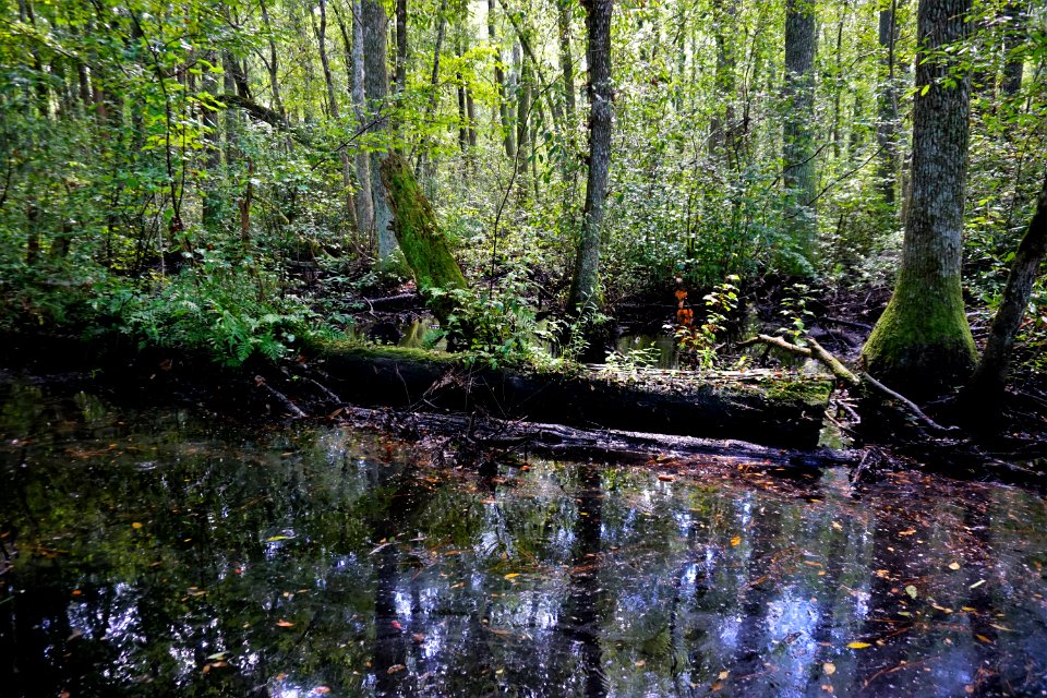scene Juniper Creek Game Land ncwetlands KG (4)