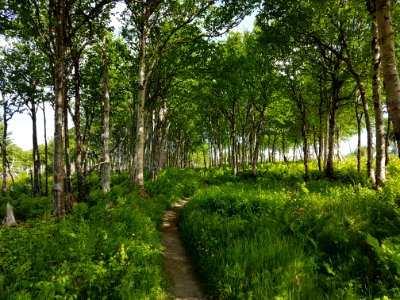 in the woods