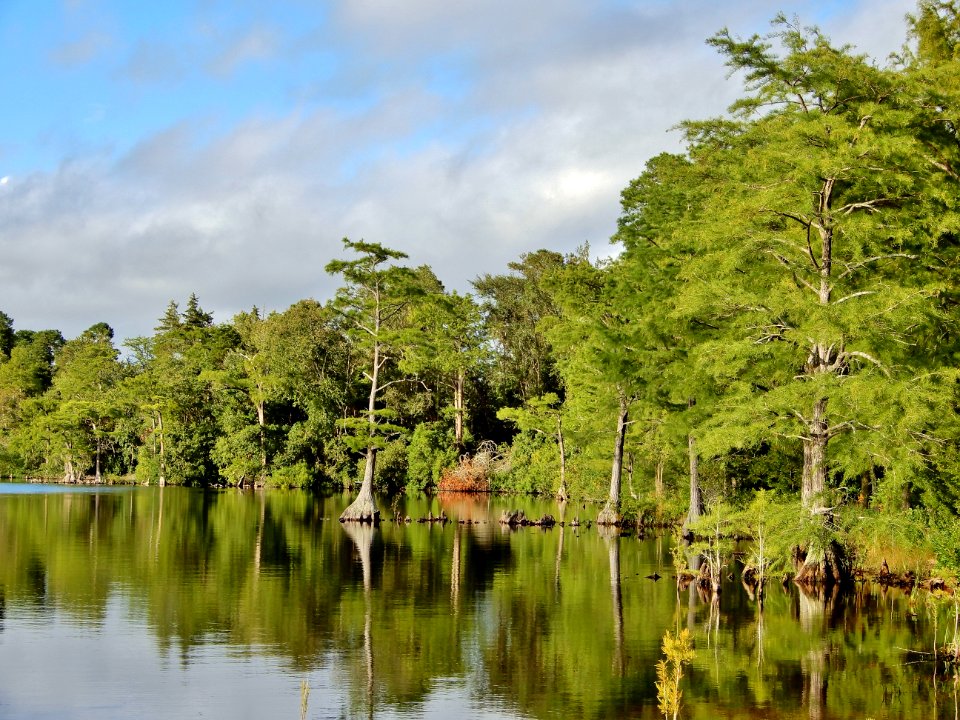 scene edge of Jones Lake Jones Lake State Park ncwetlands KG (70)