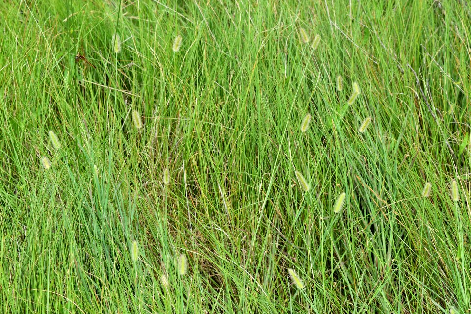plant swanquarter nwr bell island pier ncwetlands am (25)