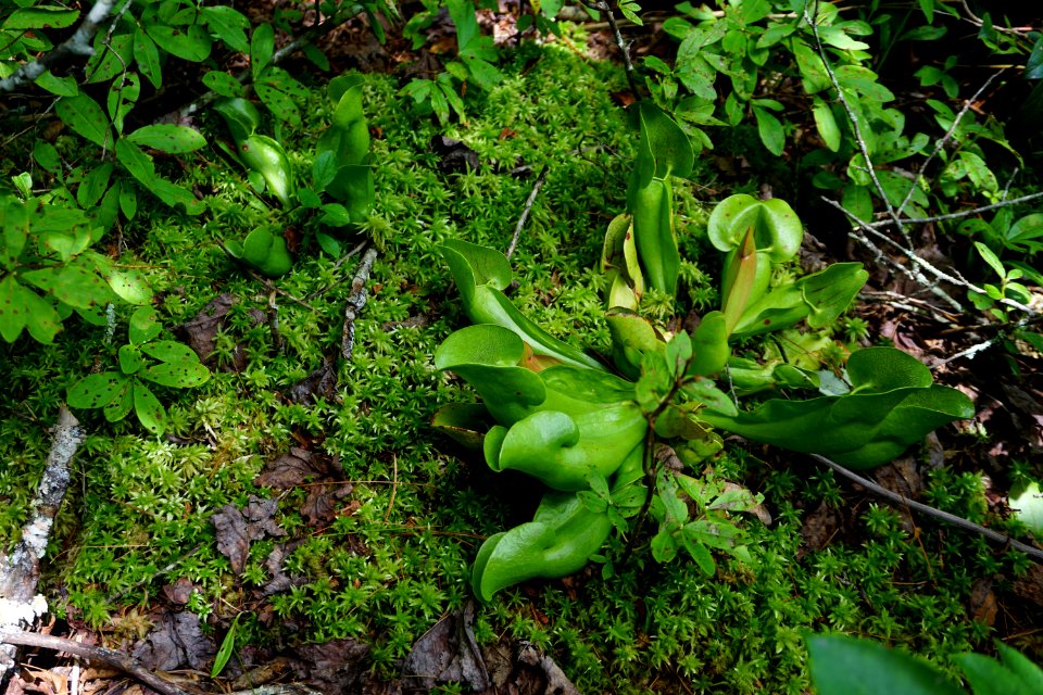 plant purple pitcher plant mountain bog ncwetlands KG (10)