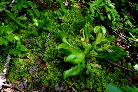 plant purple pitcher plant mountain bog ncwetlands KG (10)