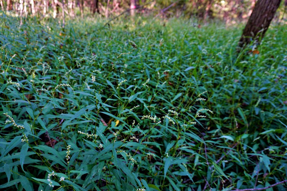 plant Polygonum Schenck Forest ncwetlands KG (12)