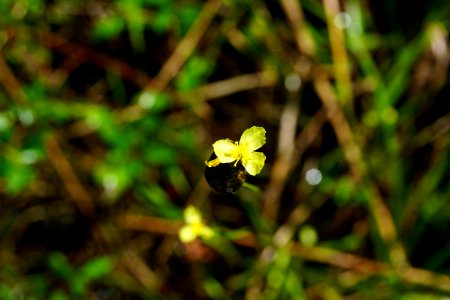 plant Xyris flower Juniper Creek Game Land ncwetlands KG