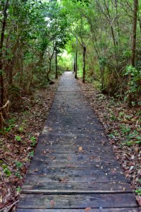 scene boardwalk Bay Trail Jones Lake SP ncwetlands AM (36)