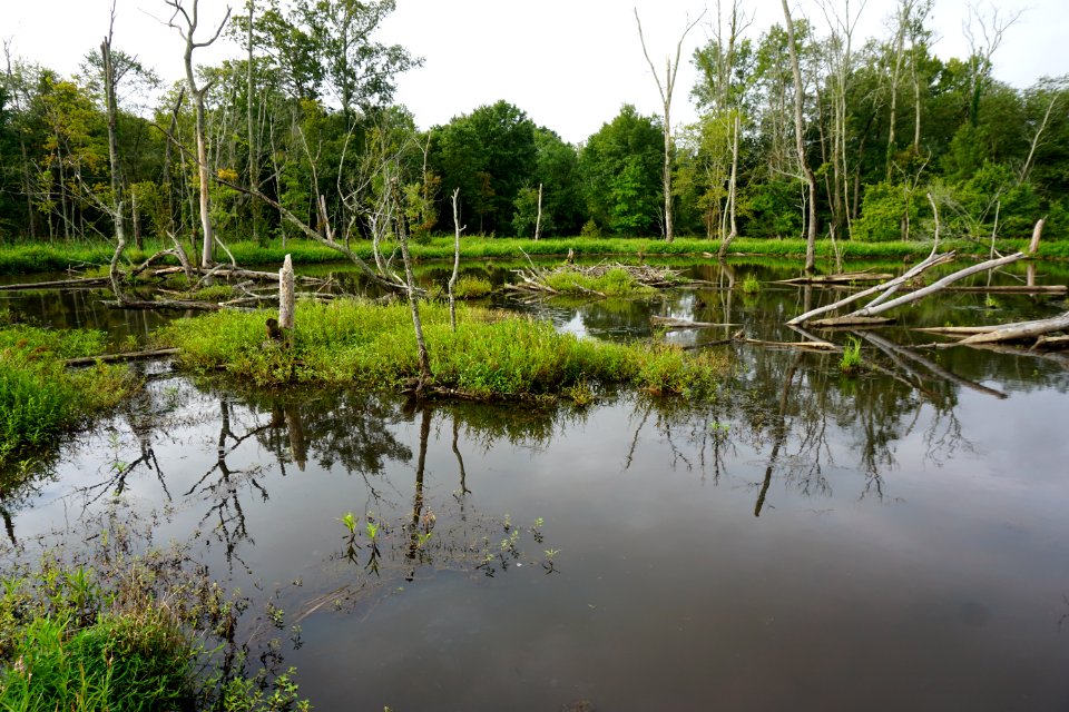 scene white oak creek greenway ncwetlands KG (22)