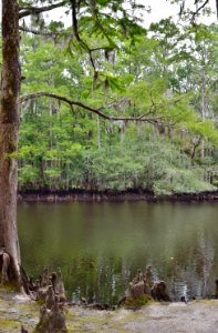 scene river Lumber River SP Princess Anne ncwetlands AM (17)