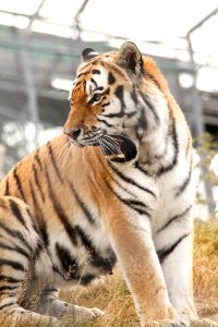 Siberian Tiger at Orsa Björnpark