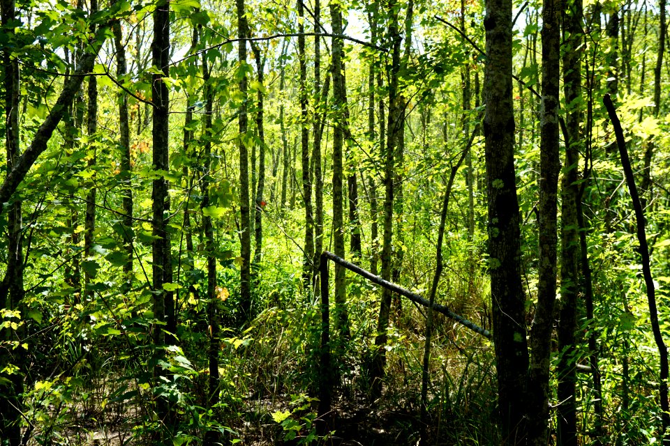 scene red maple swamp Mason Farms KG (7)