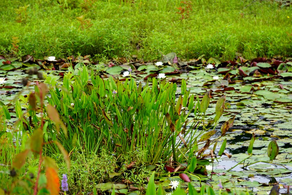 scene Andrews Pond PeeDee NWR ncwetlands KG (8)