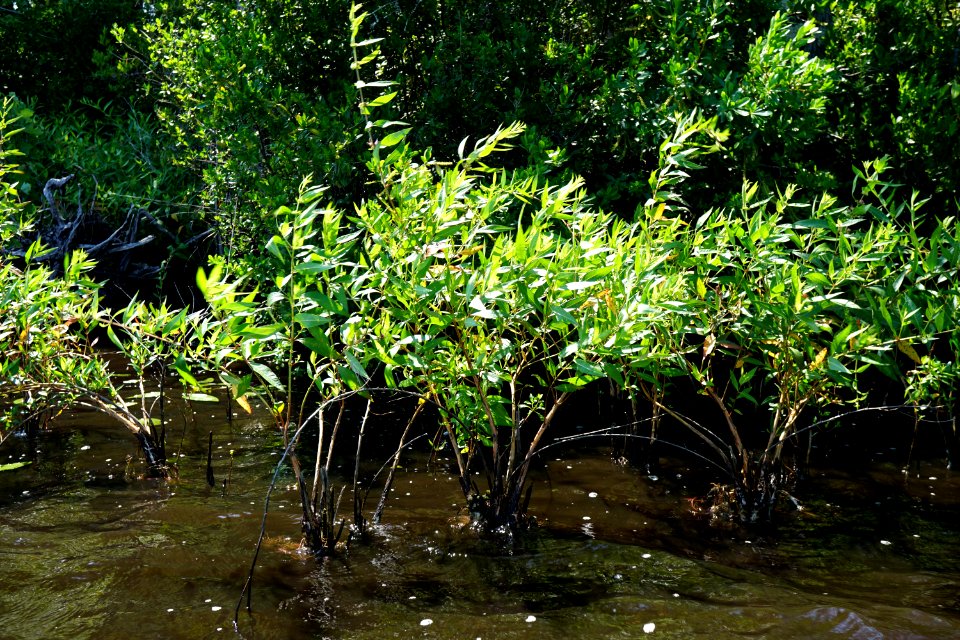 Decodon Great Lake croatan NF KG (24)