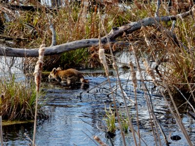 mammal raccoon Dismal Swamp SP ncwetlands KG (1)