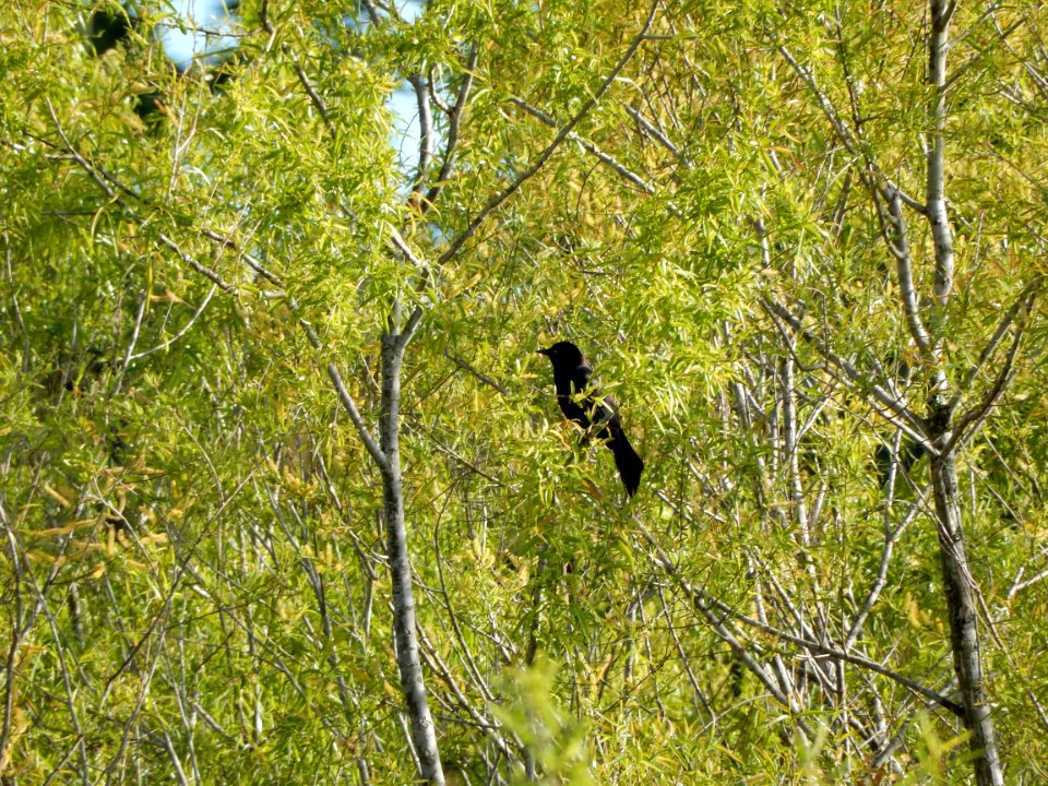 bird boat tailed grackle James Wade park ncwetlands KG