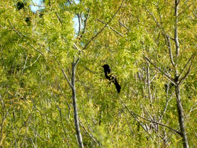 bird boat tailed grackle James Wade park ncwetlands KG